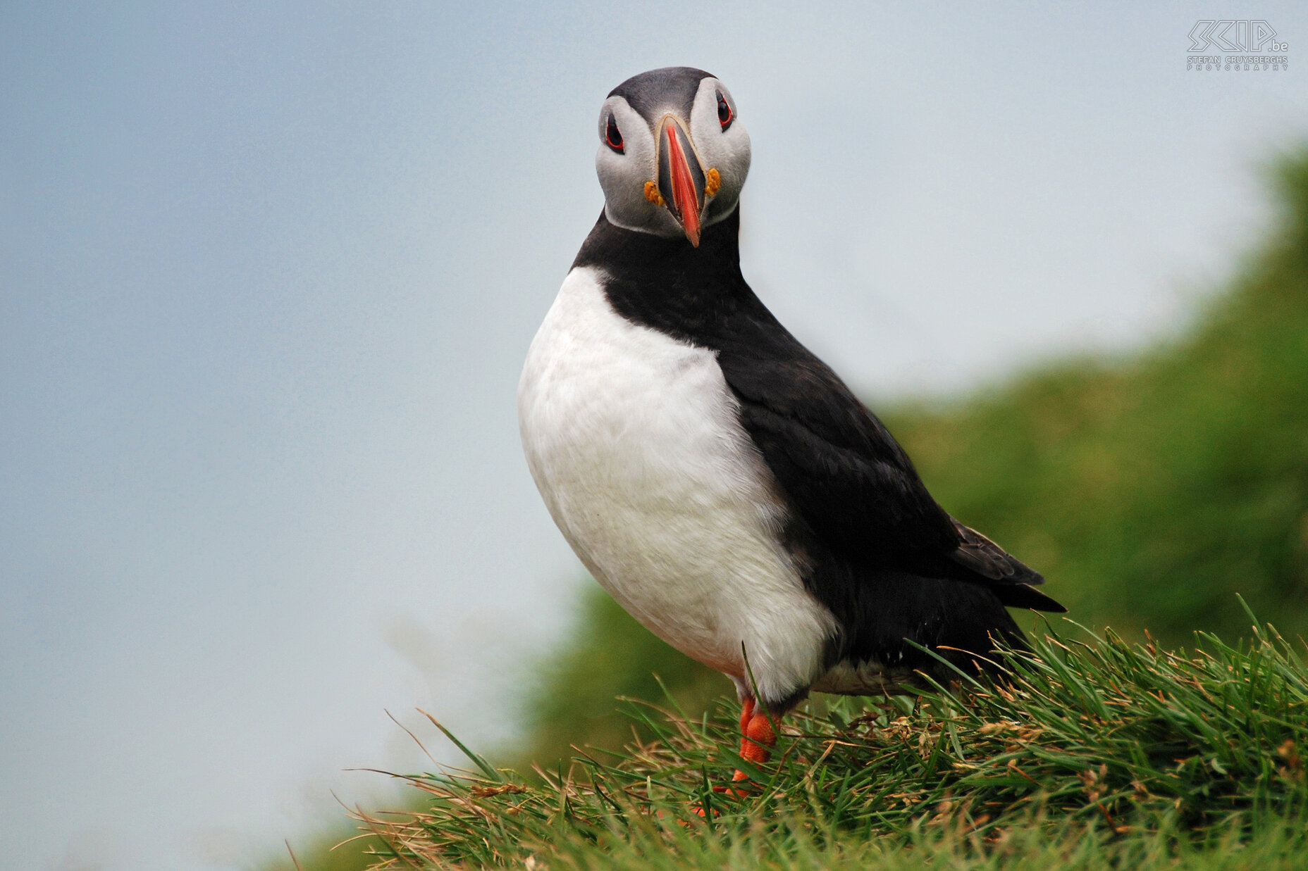 Ingólfshöfdi - Puffin  Stefan Cruysberghs